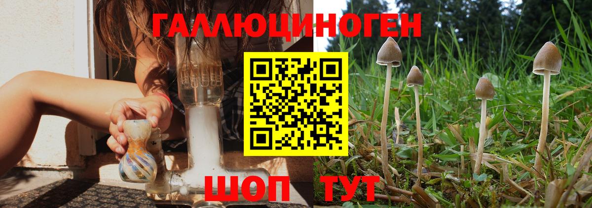 Галлюциногенные грибы Magic Shrooms  цена наркотик  Псилоцибиновые грибы Psilocybine cubensis  Ессентуки 